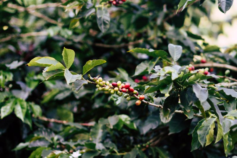 coffee bush