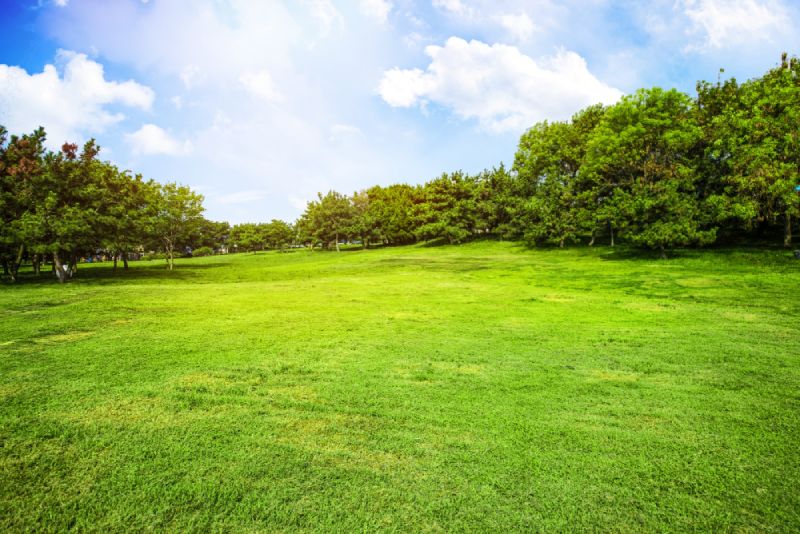 grass